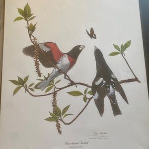 Ray Harm Rose breasted Grosbeak/Pheucticus Ludovicianus-Gift for Bird Watcher